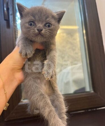 pişim: Şotland, Erkək, Ödənişli çatdırılma