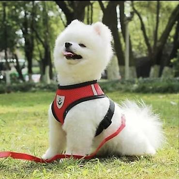 Зоотовары: Одежда для кошек и собак. Все НОВОЕ РАЗМЕР И ЦЕНА УКАЗАНЫ НА ФОТО — 8