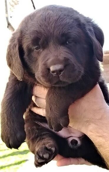 Psi: Čokoladni štenci labrador retrivera Čokoladni štenci labrador — 6
