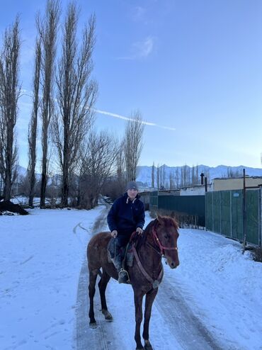 Лошади, кони: Продаю | Конь (самец) | Конный спорт — 2