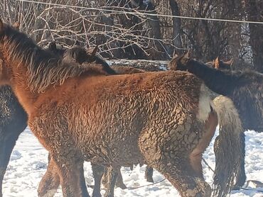 Лошади, кони: Семиз тайлар сатылат жазгы байлодо турат Сокулукта