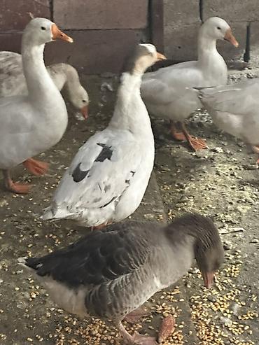 Другие с/х животные: Гуси домашние, серые и белые, молодые особи. Порода Линда 21 голова в — 6