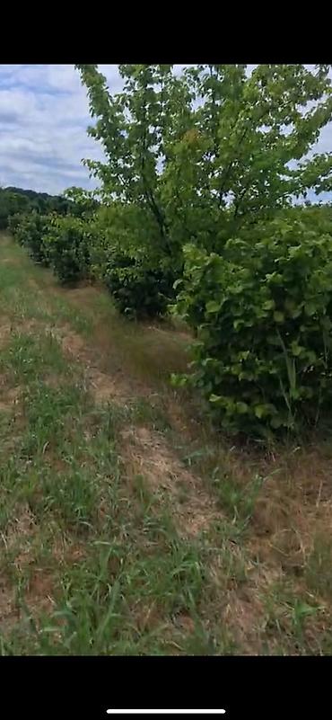 20 ci sahe ev: 80 sot, Kənd təsərrüfatı, Makler, Kupça (Çıxarış) — 6