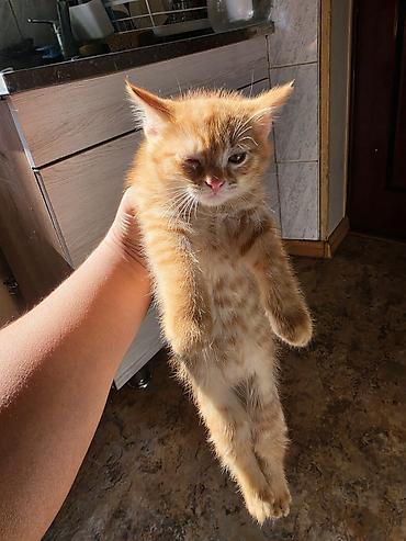 черные кошки: Раздаю котят даром . 4 рыжих и 2 черно рыжих.
детям не отдам котят ! — 2