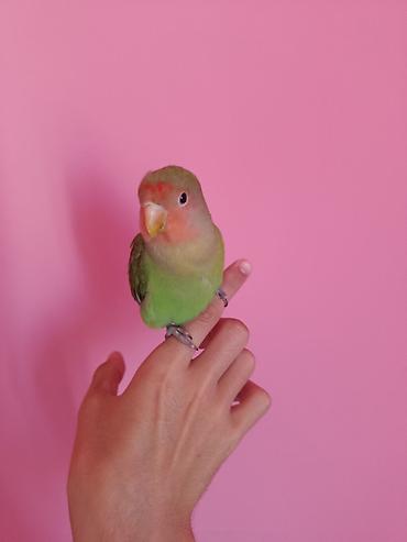 sultan tutuquşusu: “Lovebird” nerazluçnik tutuquşusu Ruçnoy quşdur əldə oturur baladır — 4