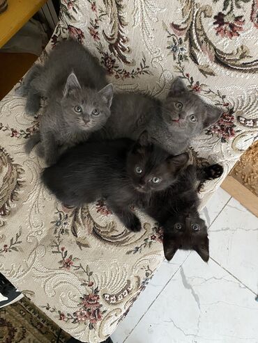 пародистые коты: Отдам в хорошие руки )две чёрные девочки .2 месяца кушают сами