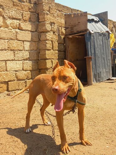it sortu: Pitbul, 2 il, Dişi, Ünvandan götürmə