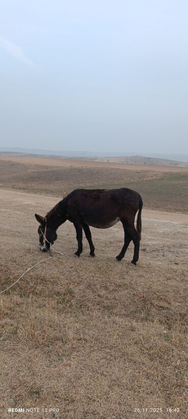 Eşşəklər: Məhsul: Qoyun Eşşəyi dişi boğaz 077-409-41-42 Bəhman qiymət 100₼ — 6