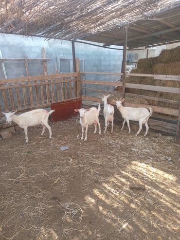 Inəklər, öküzlər: Dişi, Zanen, il: 1, Damazlıq, Südlük