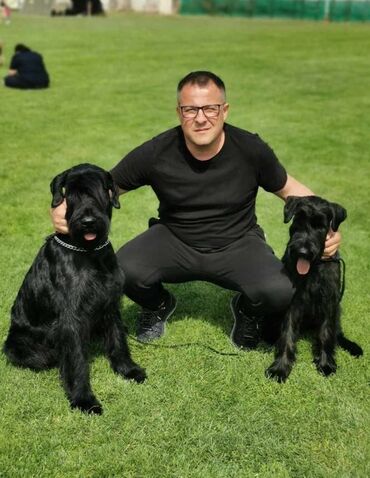 Psi: Veliki Crni Snaucer štenci vrhunskog izlozbenog porekla na prodaju — 4