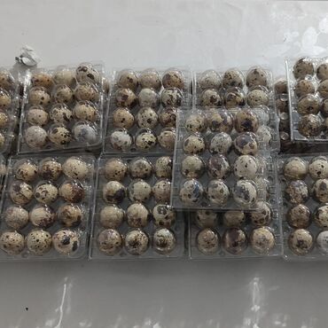 Zdrava hrana: U stalnoj ponudi uvek sveža i lekovita jaja japanskih prepelica. Cena — 13