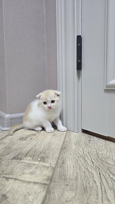 Продажа кошек: Скотиш Фолд (Шотландская вислоухая), 1 месяц, Девочка, Голубой, Приучена к лотку — 12