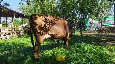 Коровы, быки: Продаю | Корова (самка) | Алатауская | Для разведения, Для молока | Стельные, Искусственник