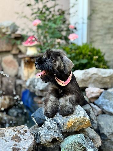 lepi psi: Odgajivačnica patuljastih šnaucera Pet House ima slobodno dva ženska — 8