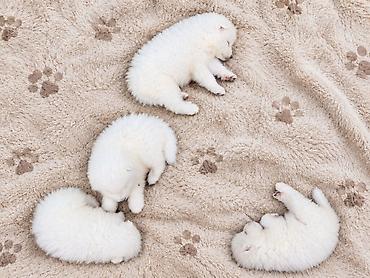 İtlər: Samoyed, Peyvəndli — 18