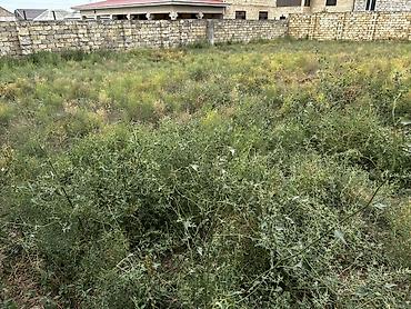 kiraye evlerin kreditle satisi: 6 sot, Tikinti, Mülkiyyətçi, Kupça (Çıxarış) — 6
