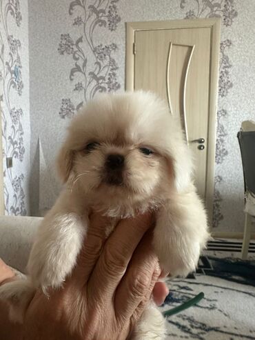 Balıqlar: Pekines, 2 ay, Erkek