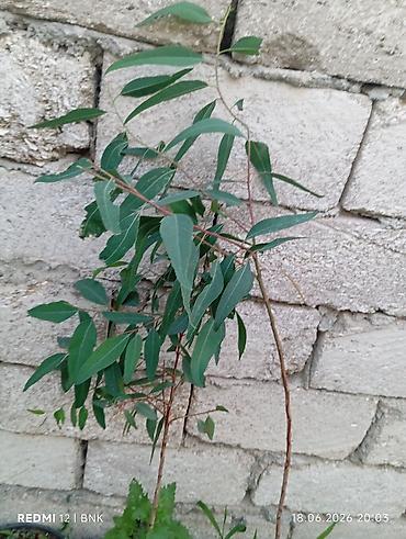 uzum tingləri: Ekalipt (Eucalyptus) tingləri – qara plastik dibçəklərdə Məhsul — 4