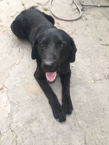 милые собаки: Лабрадор кобель черный ретвиер нету ещё двух лет причина переезд в