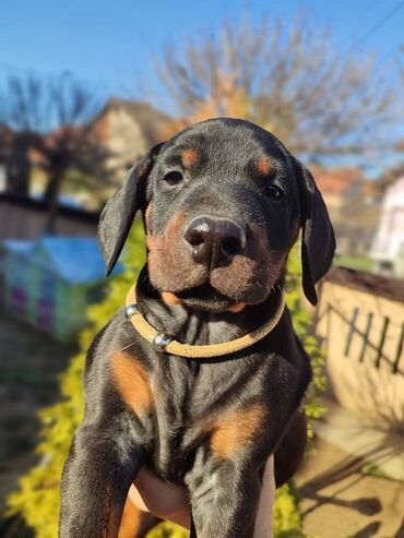 Psi: Na prodaju štenci trenutno u toku rezervacije . Stari 40 dana biće — 7