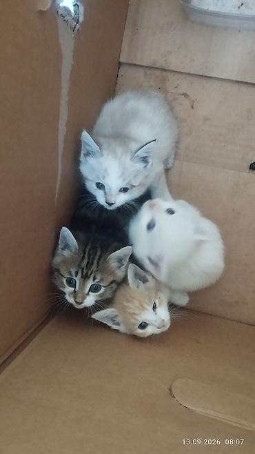кошка британская вислоухая: Очаровательные котята - Помёт из четырёх котят разной окраски: белый — 1