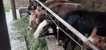 сколько стоит живой вес быка: Продаю | Бык (самец) | На откорм