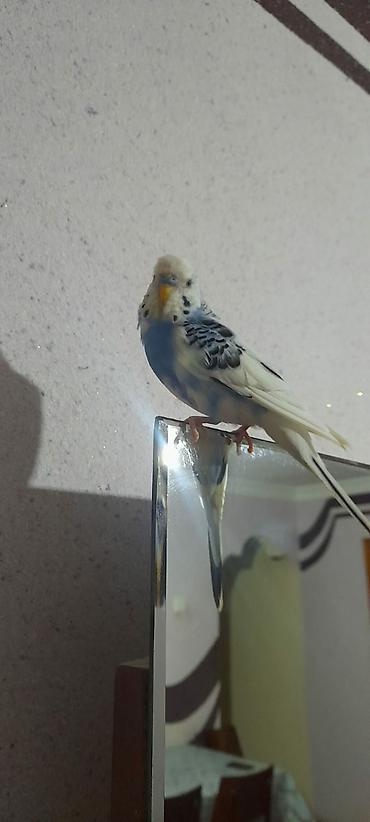 Tutuquşları: Ələ öyrəşmiş quşdu fikri ciddi olan vatcapa yazsin sumqayìt — 5