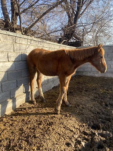 Лошади, кони: Продаю | Жеребенок | Полукровка | Рабочий — 13
