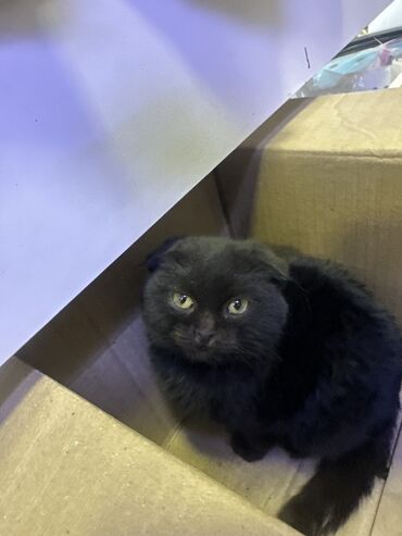 продажа домашних кур: Пушистый чёрный котёнок с мягкой густой шерстью и компактными ушками