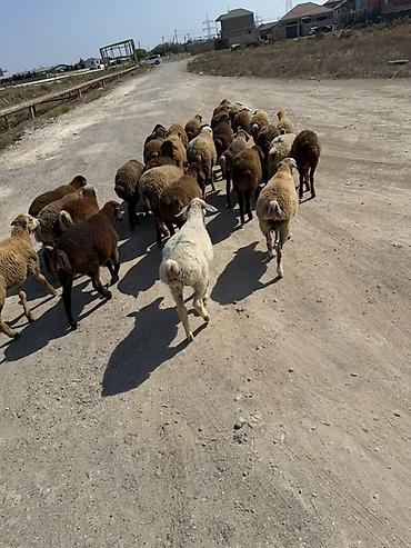 kanada sortu hinduska: Salam aleyküm kom 235 tek tek 220 den 260 m kimi deyişi 30 quzdu 3 — 6