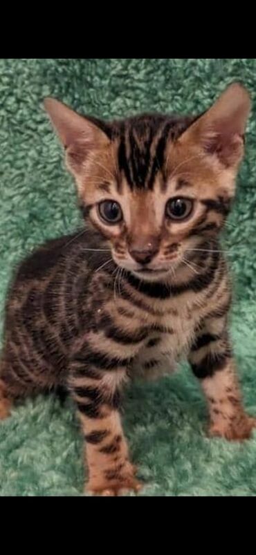 Продажа кошек: Друзья. !!!.в питомнике Бен Гла Мур. долгожданные новые детки — 11