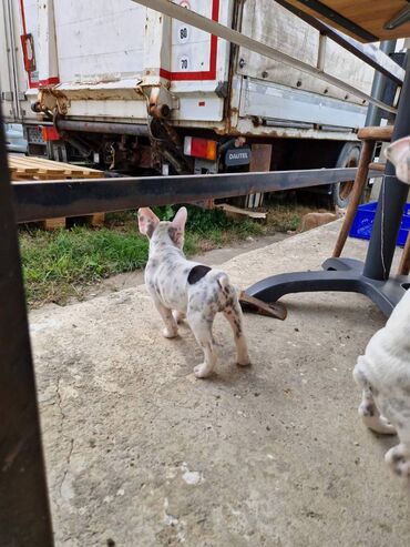 Psi: Štenci francuskog buldoga, oštenjeni 28.07, čekaju svoje nove na lalafo.rs — 12 Psi: Štenci francuskog buldoga, oštenjeni 28.07, čekaju svoje nove — 12