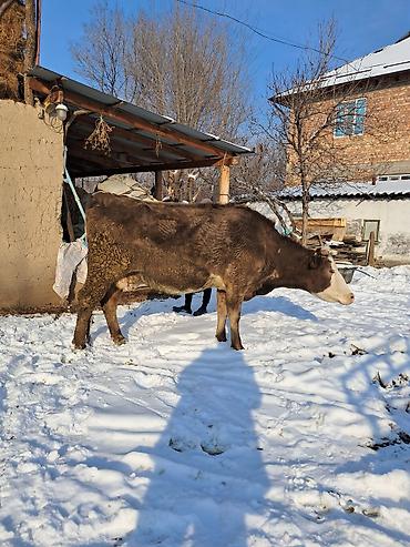 Коровы, быки: Продаю | Корова (самка) | Для молока | Привязанные — 14