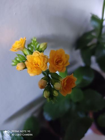 Другой декор и предметы интерьера: Распродажа алоэ и другие цветы по 100 сом — 26