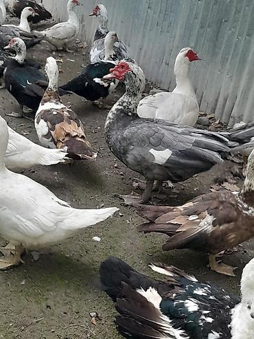 ördəyi: Kom halda hamsi 20 manatdan xoruzlu fereli tek tek 15 20 manat fereler — 9