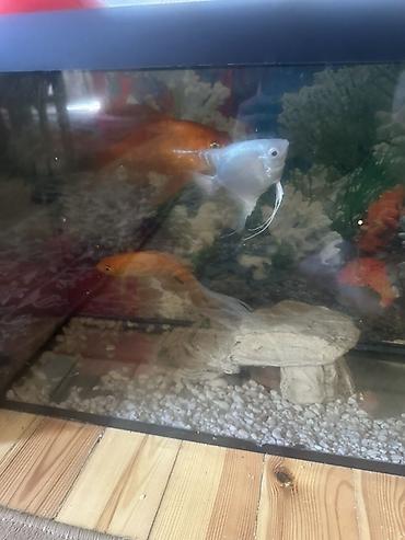 akvarium qiymetleri: Dördbucaq akvarium, Balıqlarla birlikdə, 100 l, Ödənişli çatdırılma — 3