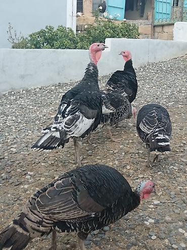 afcarka it adlari: Dişinin kilosu-19m
erkeyin kilosu-17m — 3
