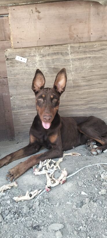 doberman satış: Doberman, 1 il, Erkek