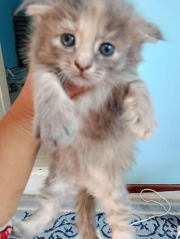 кошки сиамская: Котята, домашние, ручные Описание: - Очаровательные малыши с голубыми — 9