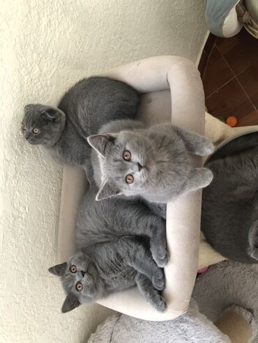 Pişiklər: Britan, Dişi, Erkək, Ünvandan götürmə — 17