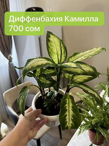 Монстеры: Монстера вариегатная — черенки: - Монстера Альба «Мраморная»: срез — 7