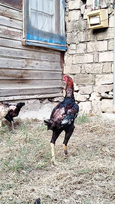 qaz satılır: Salam hərkəsə. Heyratı Shamo satılır. sap sağlam heyvandır. endirim — 5