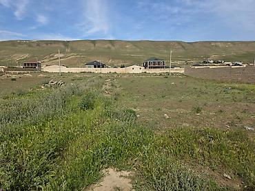 samaxi cuxuryurd torpaq: 8 sot, Tikinti, Mülkiyyətçi, Kupça (Çıxarış) — 3