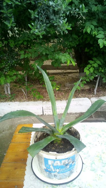 aloe gul: Aloe bitkisi.otaq gulu Hamda mualicavidir.Cox tez artir boyuyur