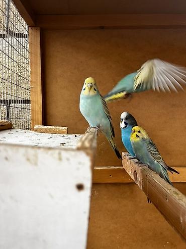 Животные: Волнистые попугаи (budgerigar) различных окрасов. Описание: - — 5