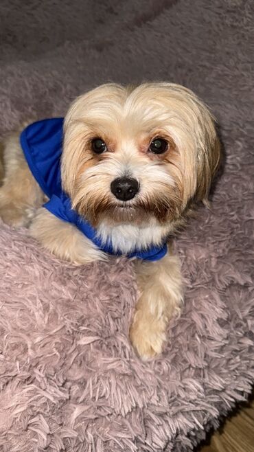 İtlər: Malta bolonka, 2 il, Erkek, Cütləşmə üçün — 10