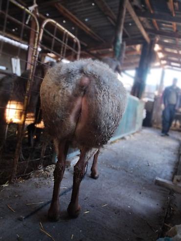 Баран, овца: Продаю | Овца (самка) | Для разведения | Матка — 1