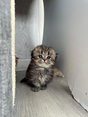 Pişiklər: Şotland — 1