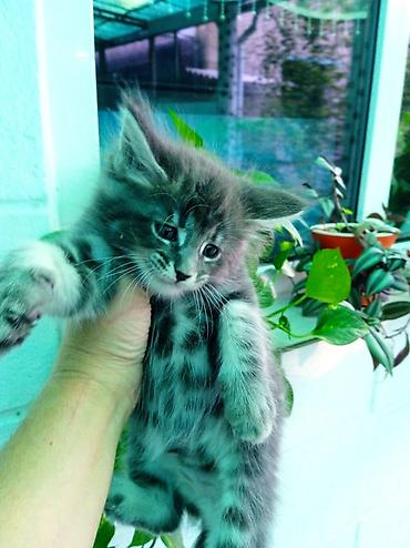 рыжий кот: Шикарные котята мейкуны, окрасы голубого мрамора, черный мрамор — 7
