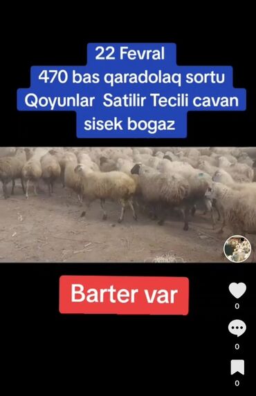 Qoyunlar, qoçlar: 22 Fevral 470 bas qaradolaq sortu Satilir cavan sisekler bogaz